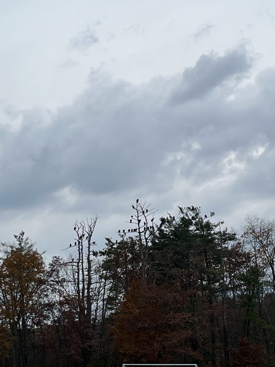 Black Vulture - ML644978883