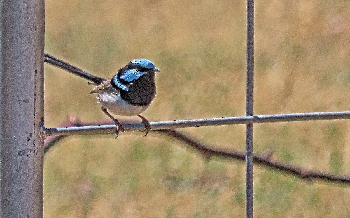 Superb Fairywren - ML644978885