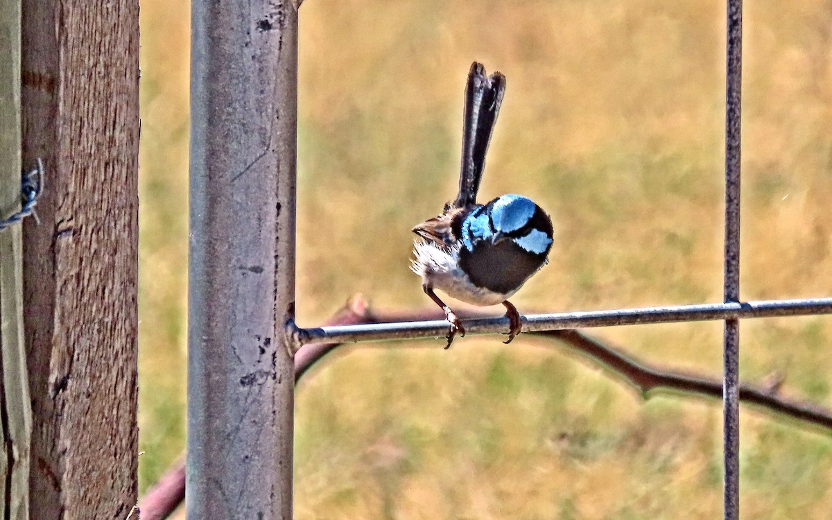 Superb Fairywren - ML644978886