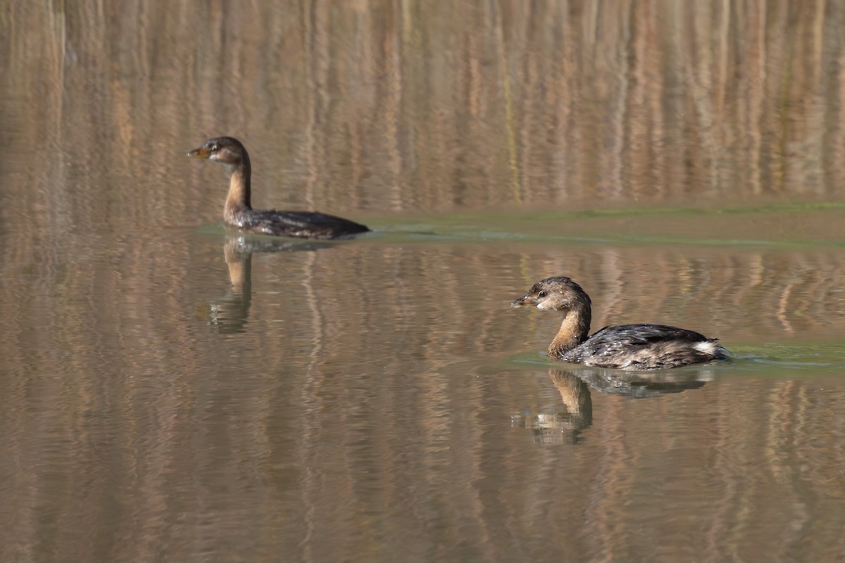 Pied-billed Grebe - ML644978887