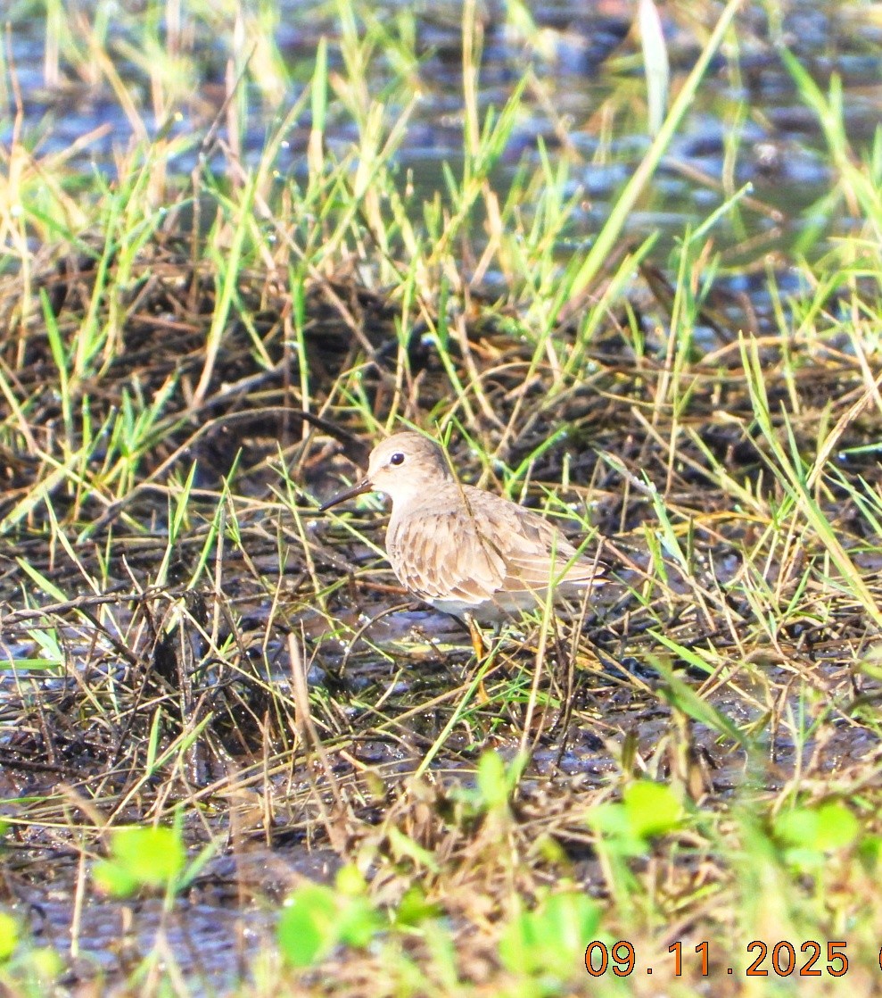 Temminck's Stint - ML644978888