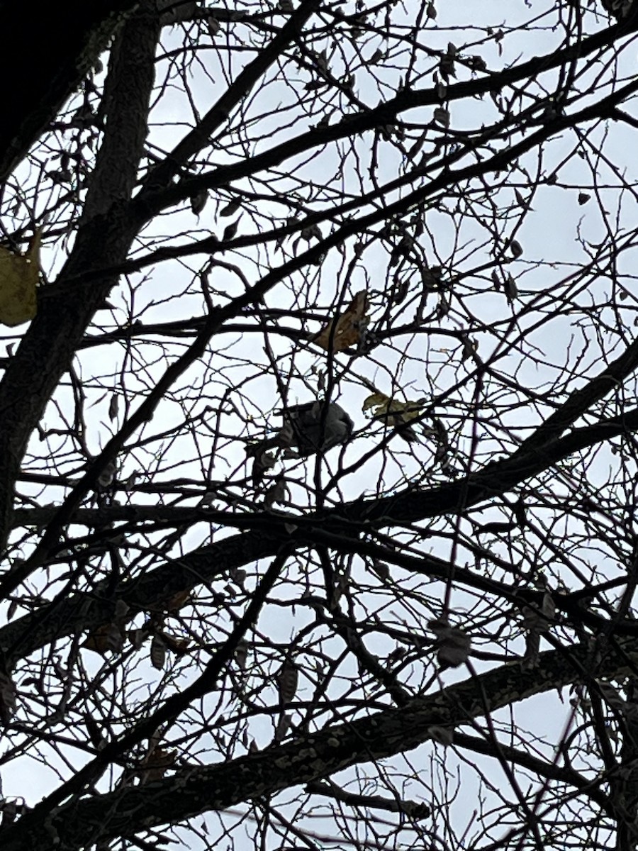 Dark-eyed Junco - ML644978891