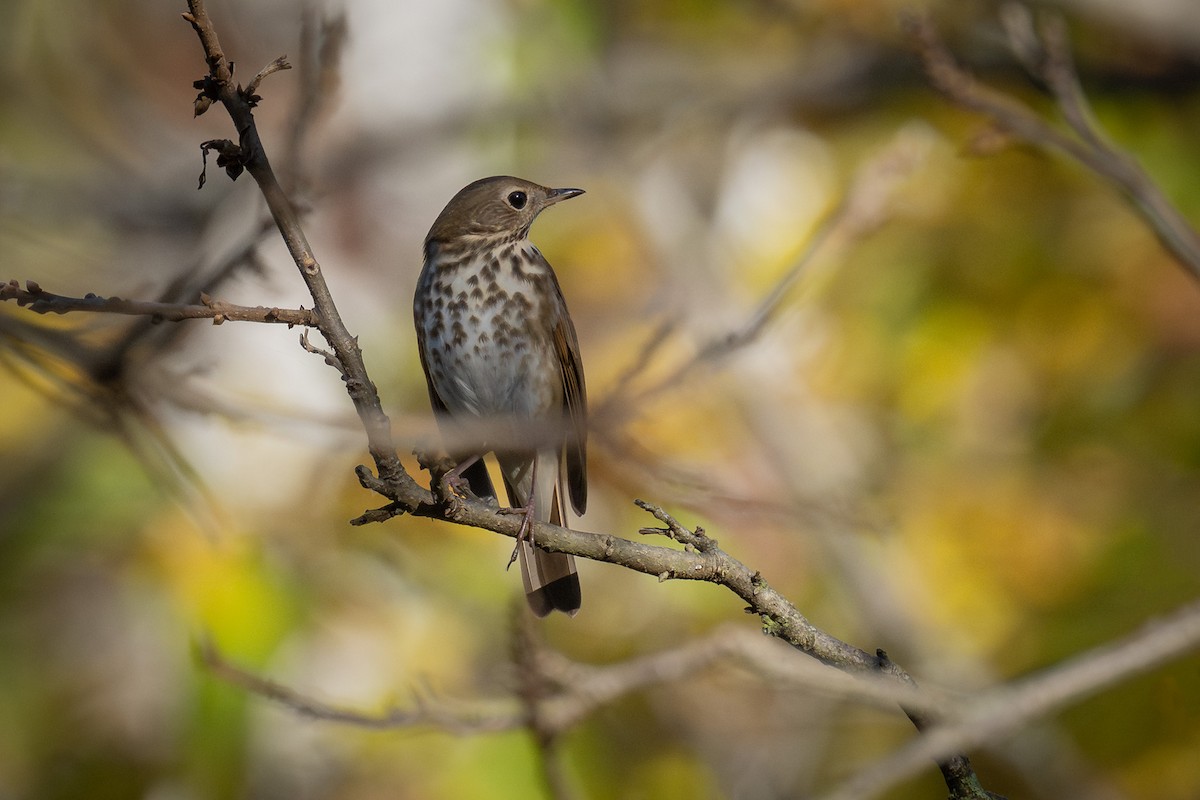 Hermit Thrush - ML644978893