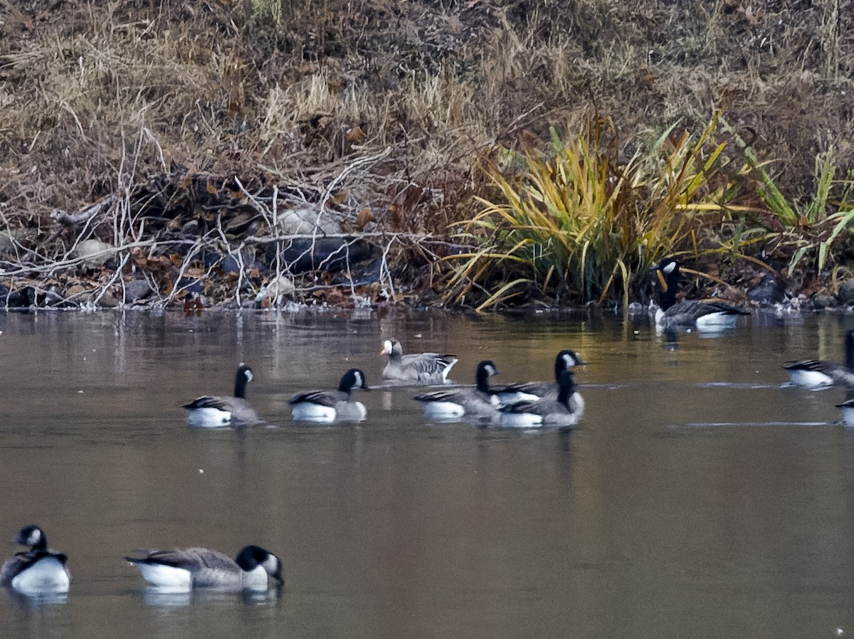 Greater White-fronted Goose - ML644978894