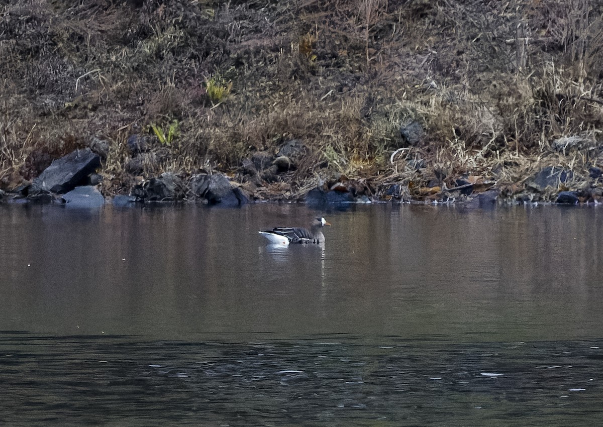 Greater White-fronted Goose - ML644978895