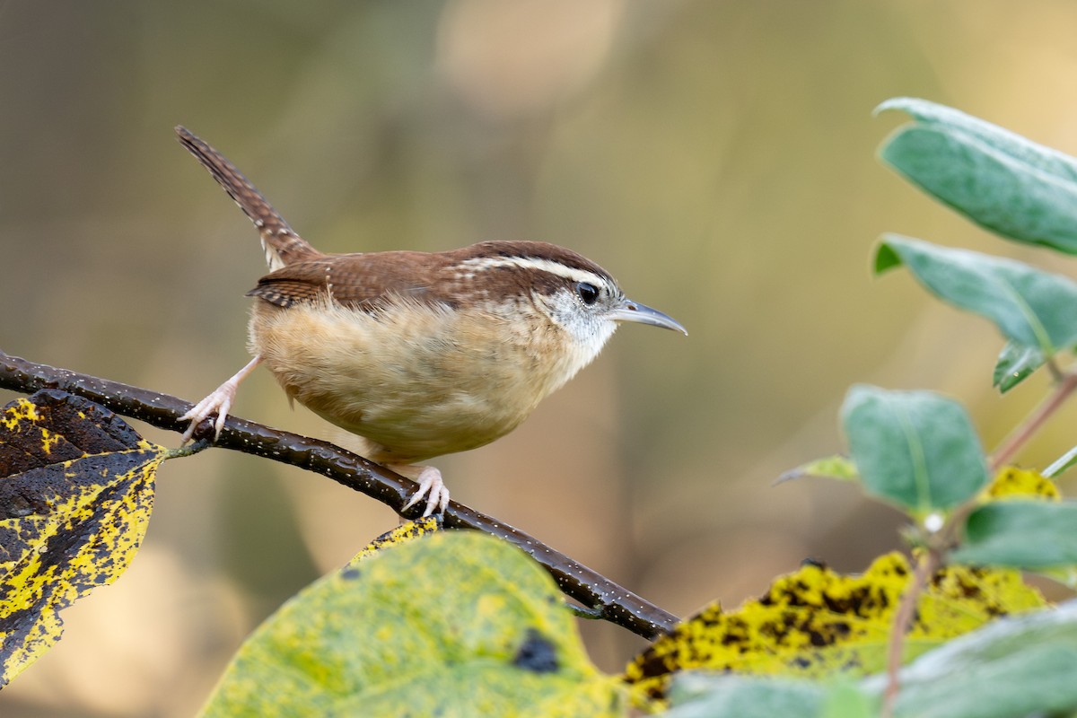 Carolina Wren - ML644978902