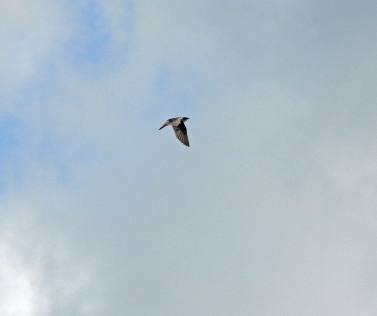 Hirondelle à diadème - ML644978905