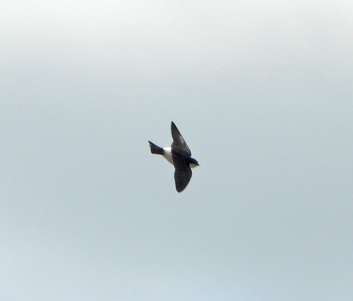 Hirondelle à diadème - ML644978906