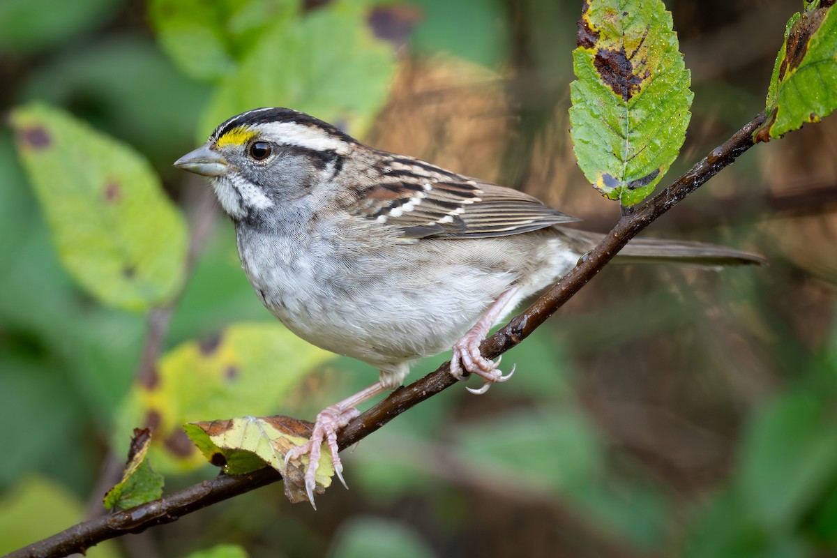 White-throated Sparrow - ML644978907