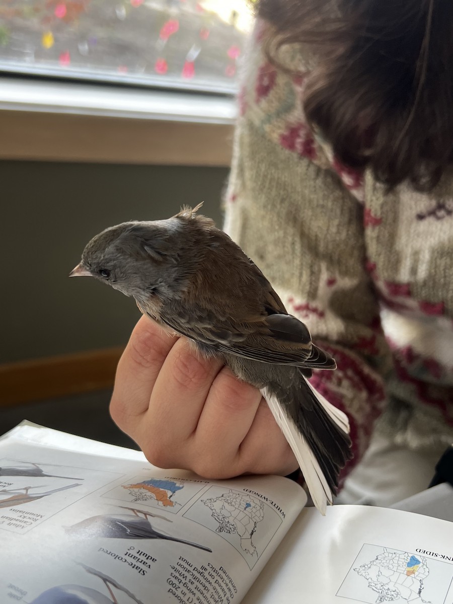 ユキヒメドリ（oreganus グループ） - ML644978953