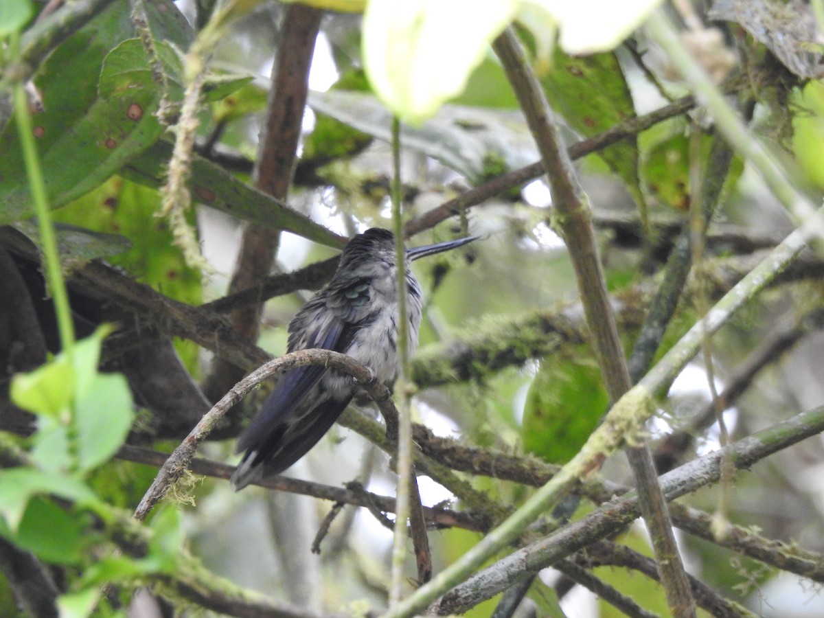Tooth-billed Hummingbird - ML644978969