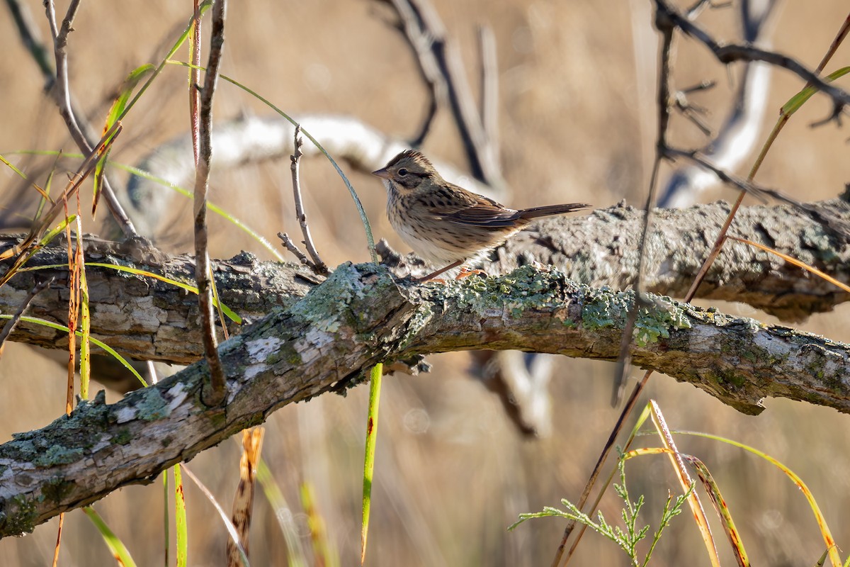 Lincoln's Sparrow - ML644978974