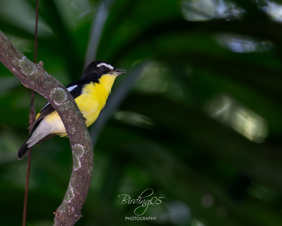 Yellow-rumped Flycatcher - ML644978981