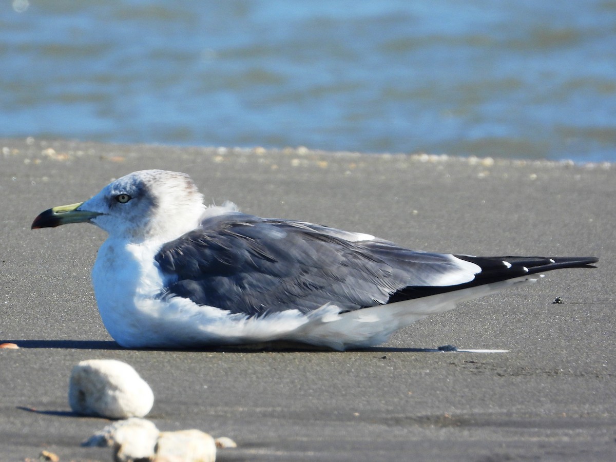 Black-tailed Gull - ML644978982