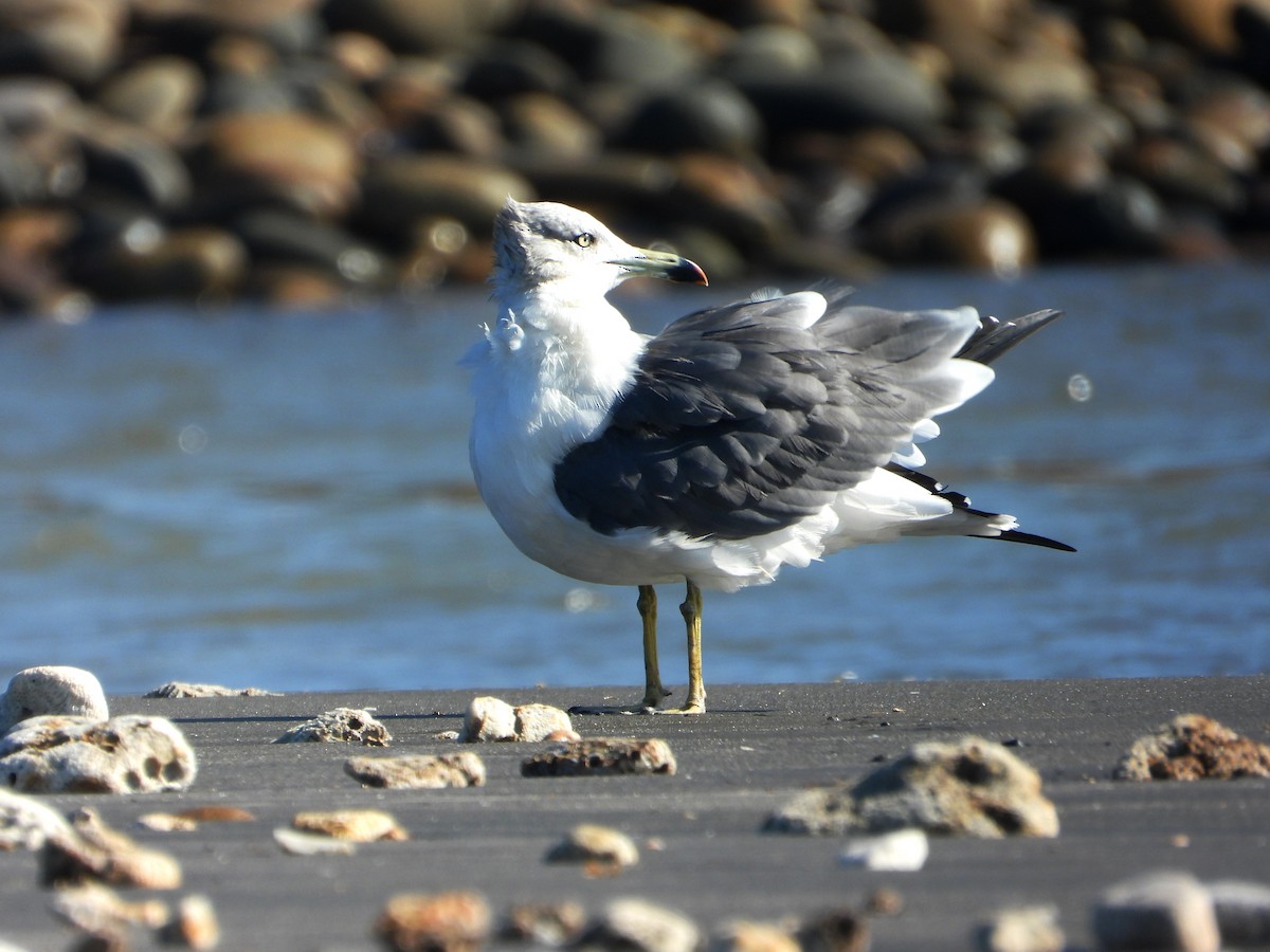 Black-tailed Gull - ML644978983