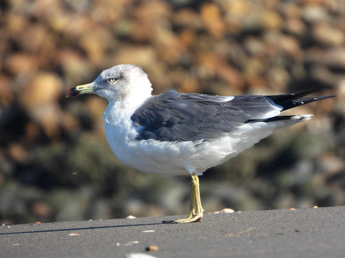 Black-tailed Gull - ML644978984
