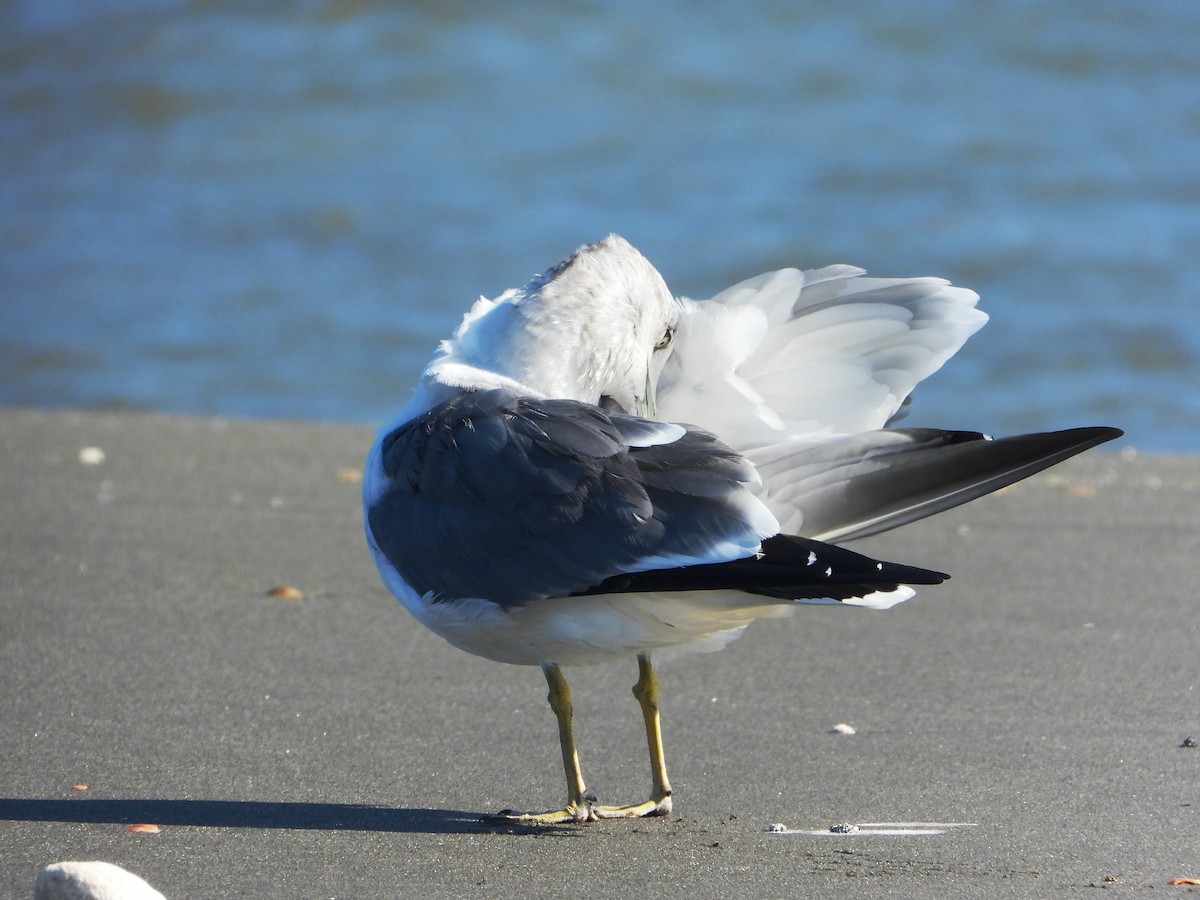 Black-tailed Gull - ML644978985