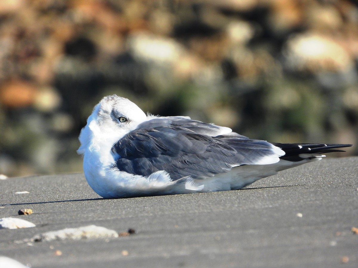 Black-tailed Gull - ML644978986