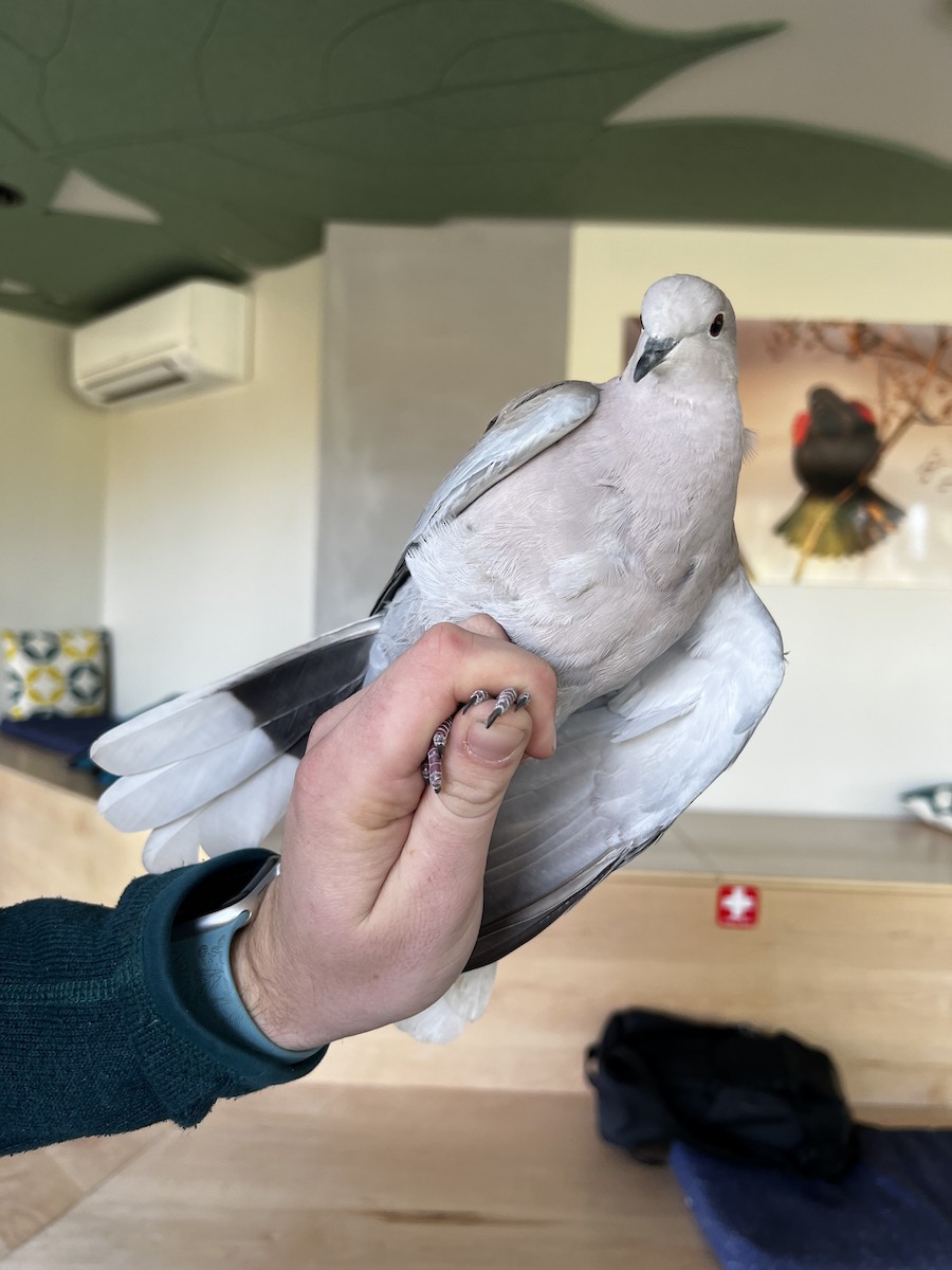 シラコバト - ML644978993