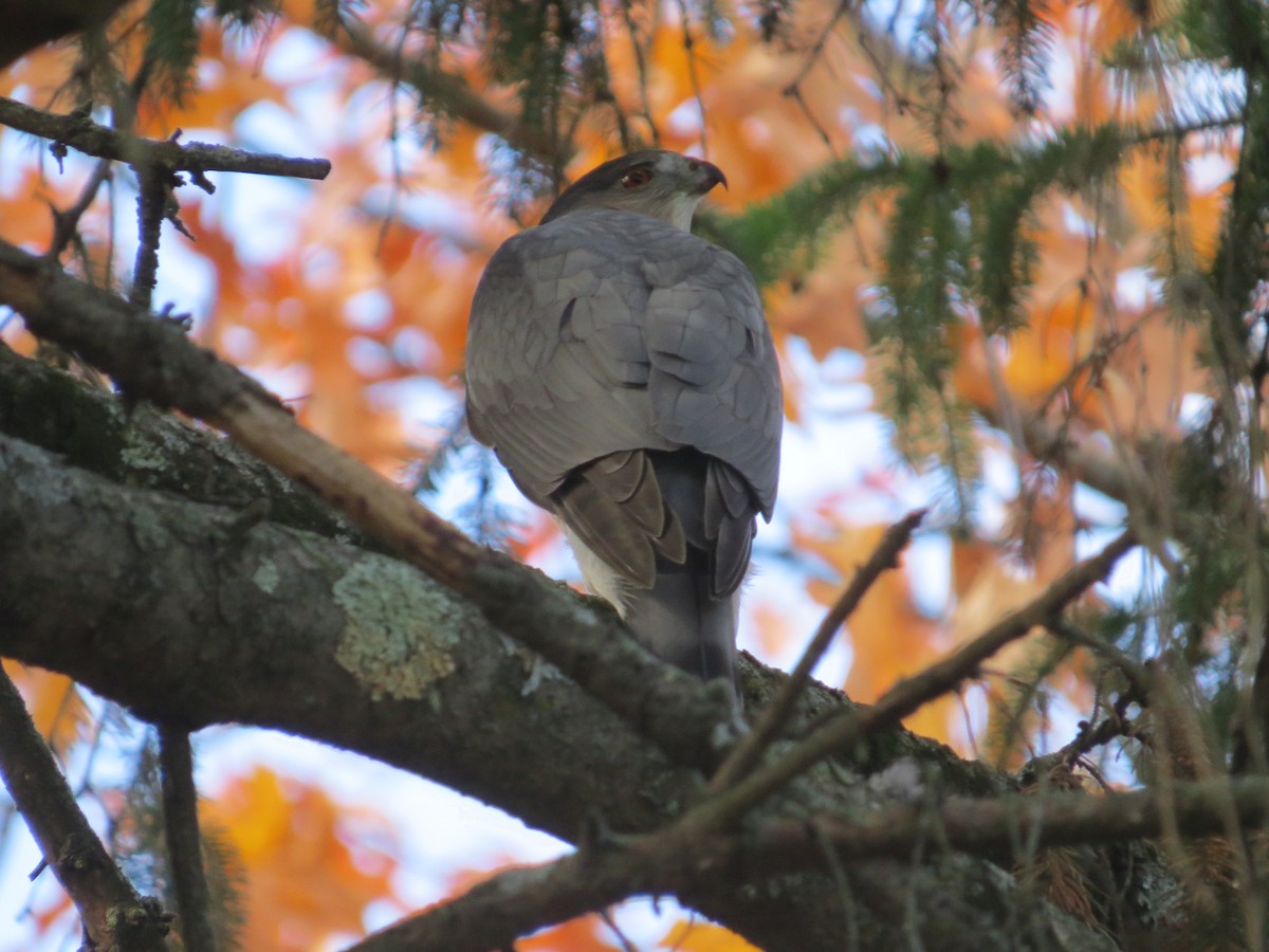 Cooper's Hawk - ML644978995