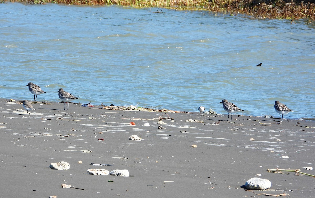 Black-bellied Plover - ML644979000