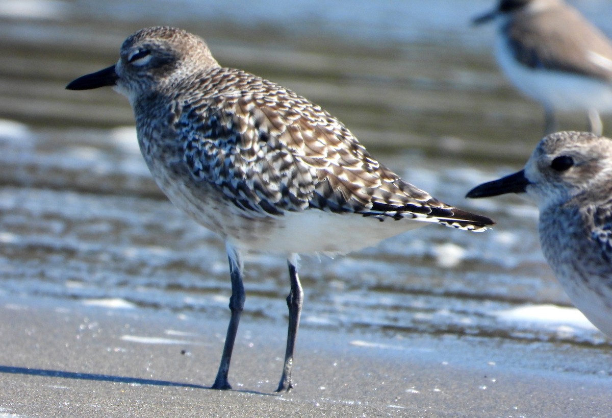 Black-bellied Plover - ML644979010