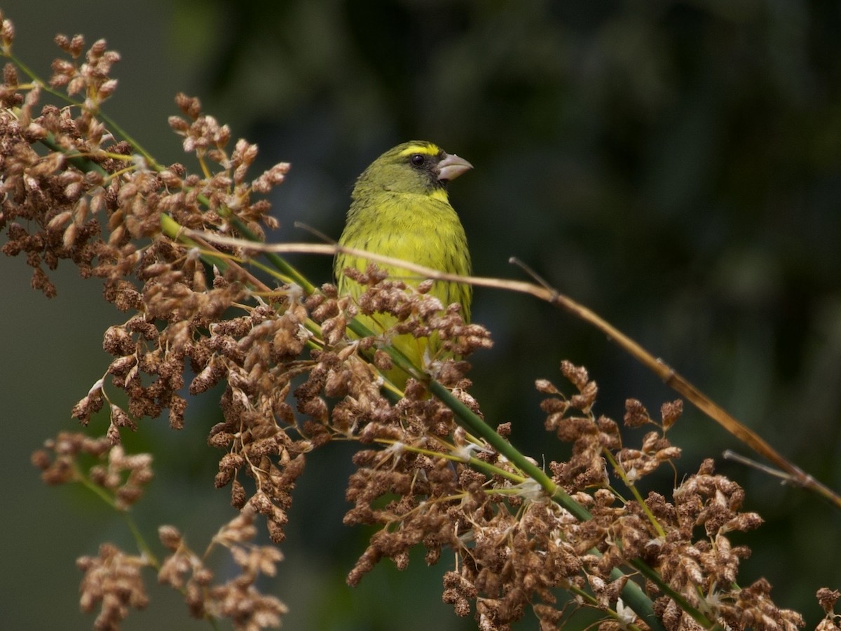 Forest Canary - ML644979015