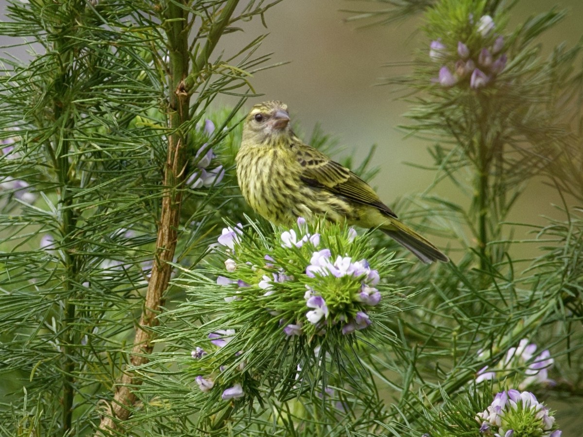 Forest Canary - ML644979016