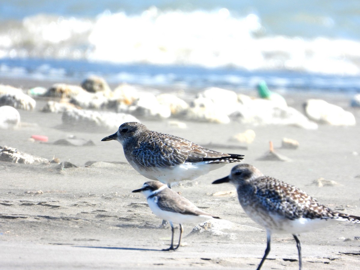 Black-bellied Plover - ML644979017