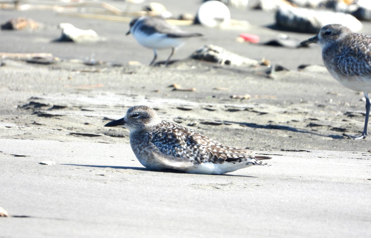 Black-bellied Plover - ML644979026