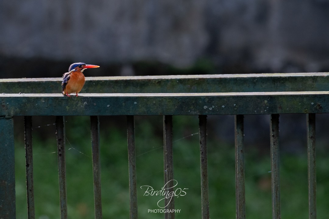 lakmusisfugl - ML644979027