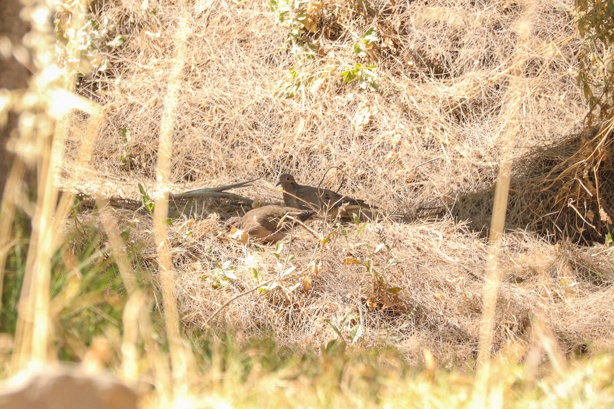 Eared Dove - ML644979032