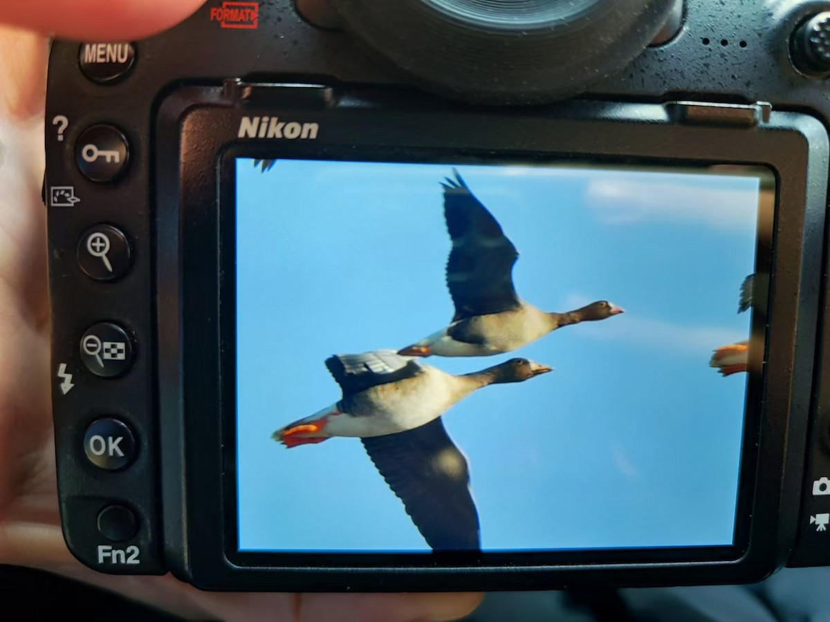 Пискулька - ML644979045