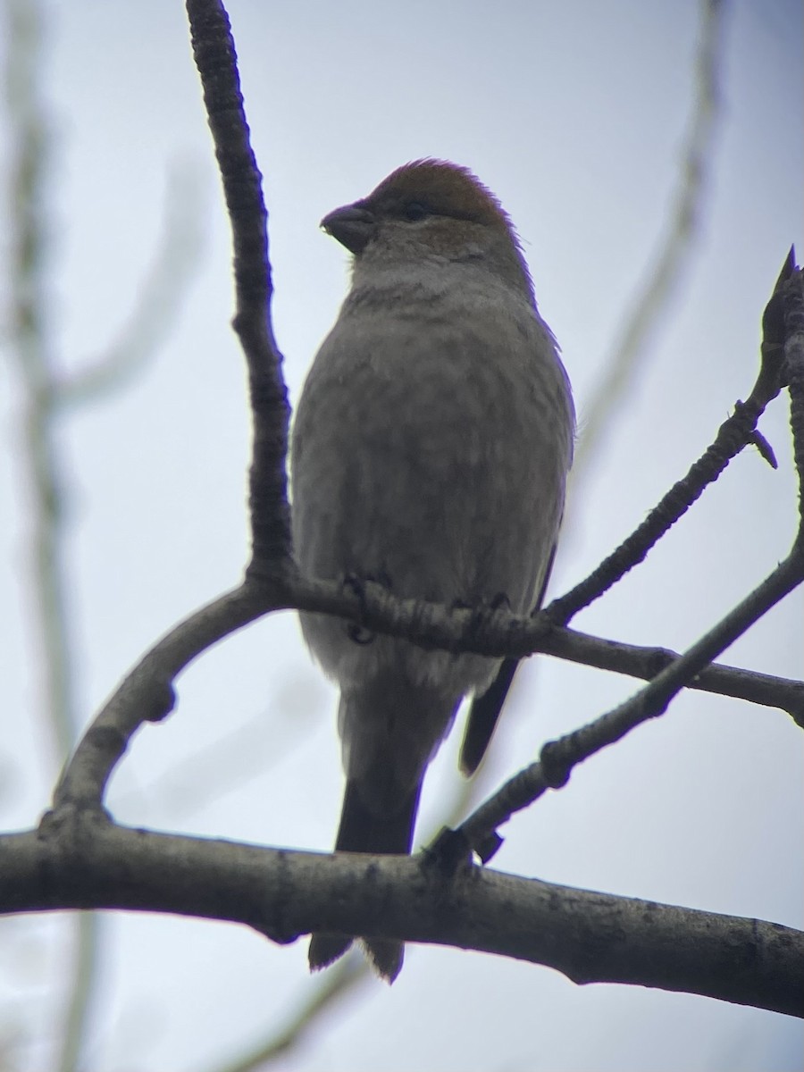 Pinu-gailupa - ML644979047