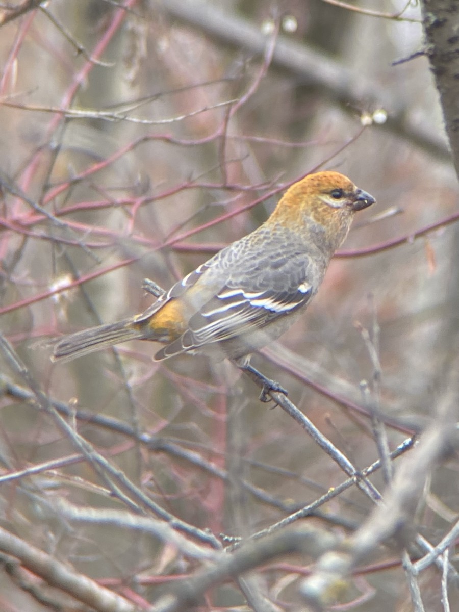 Pinu-gailupa - ML644979048