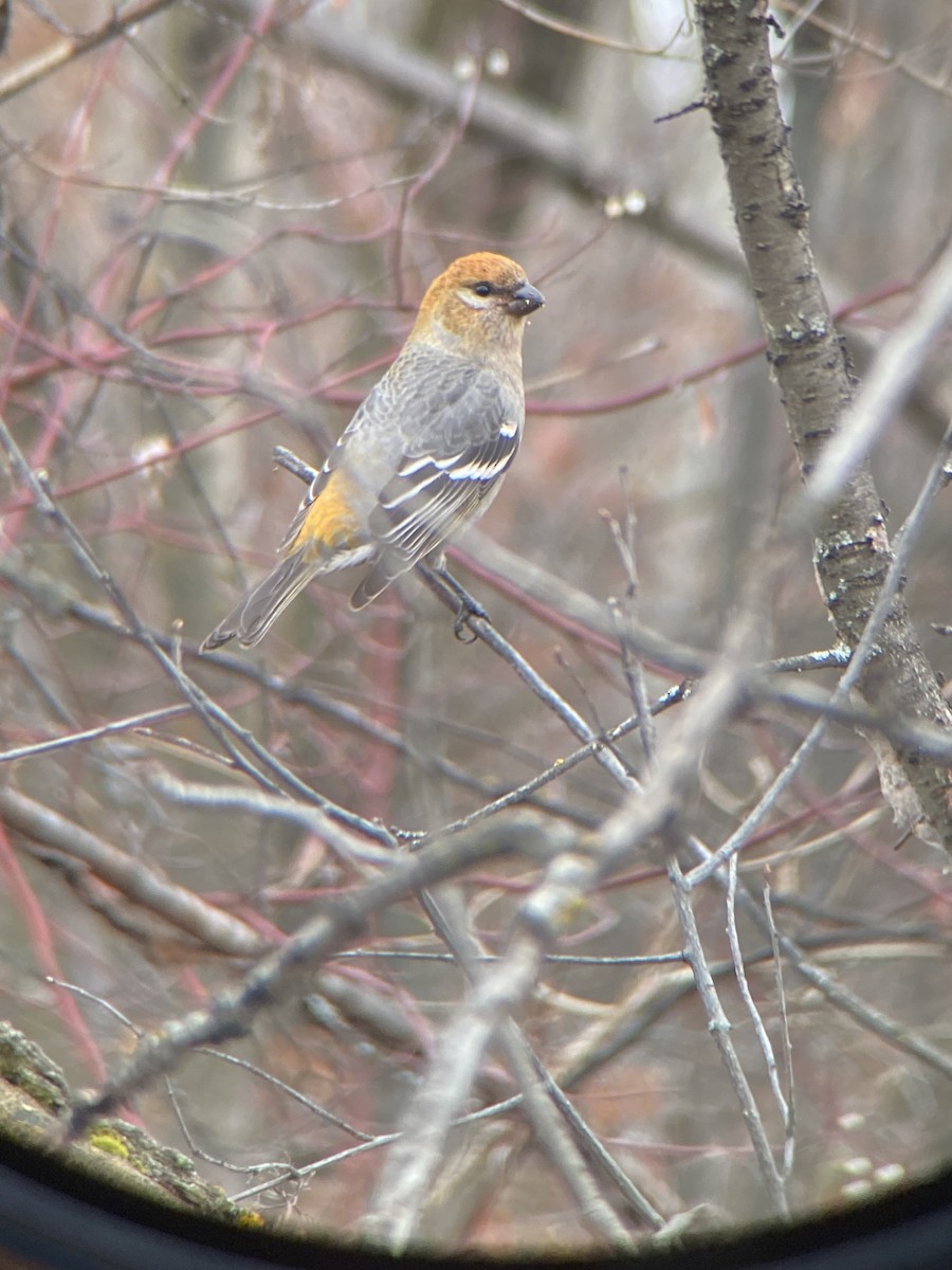 Pinu-gailupa - ML644979050