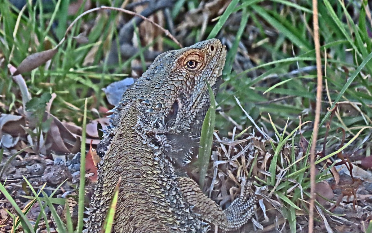 Eastern Bearded Dragon - ML644979053