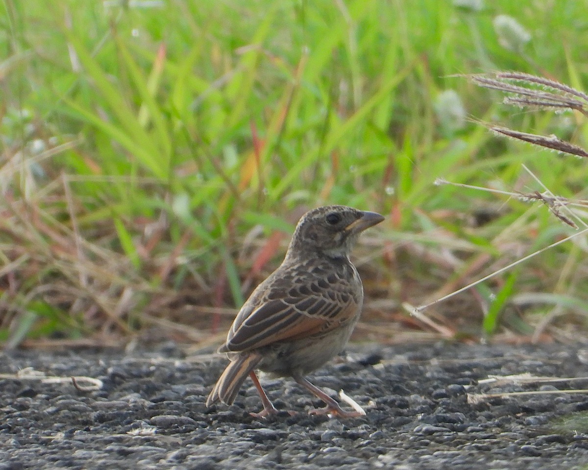 Singing Bushlark - ML644979062