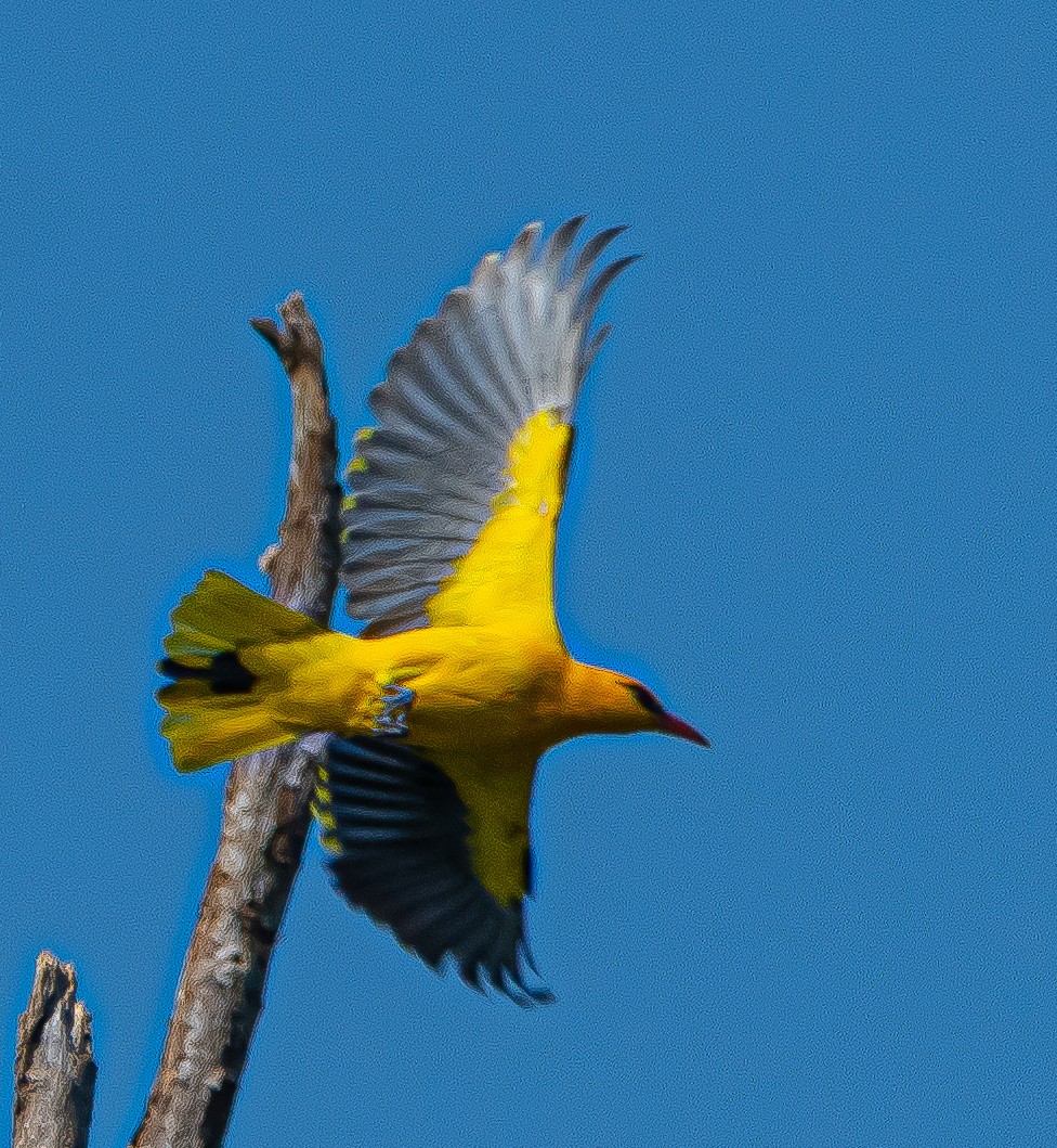 Indian Golden Oriole - ML644979063