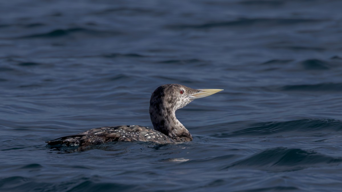 Strolaga beccogiallo - ML644979070