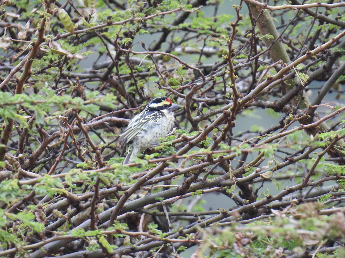 Red-fronted Barbet - ML644979077
