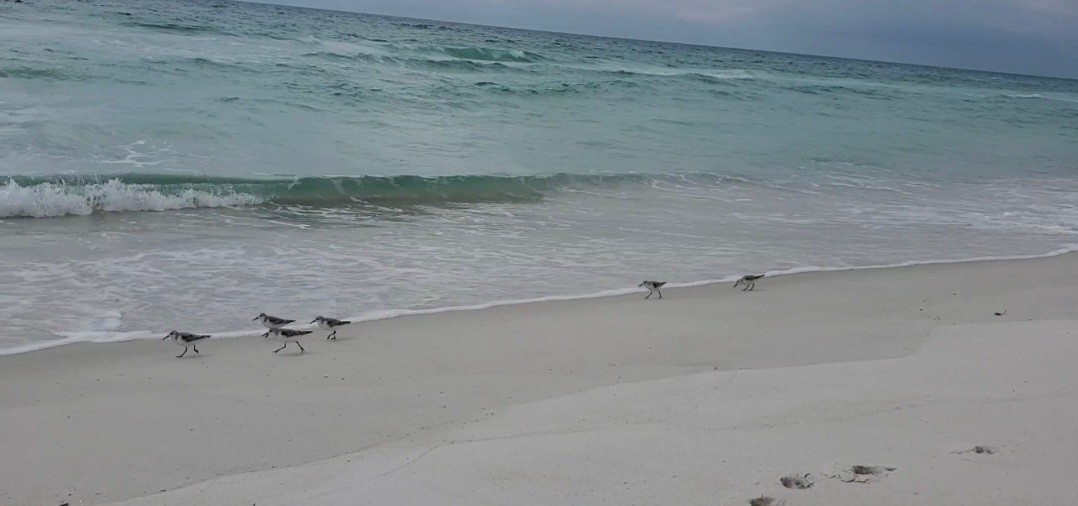 Txirri zuria - ML644979090