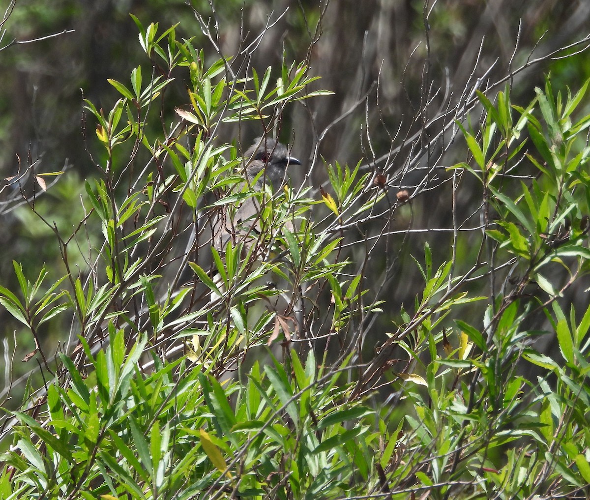 Graukehlkuckuck - ML644979093