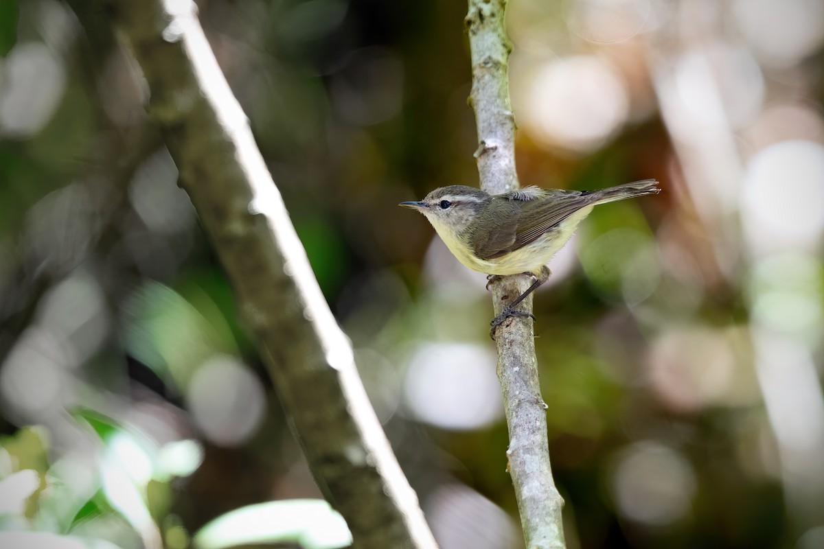 Timor Leaf Warbler (Timor) - ML644979094