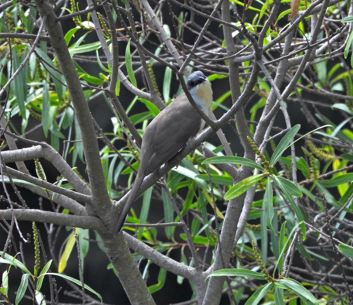 Кукліло бурий - ML644979095