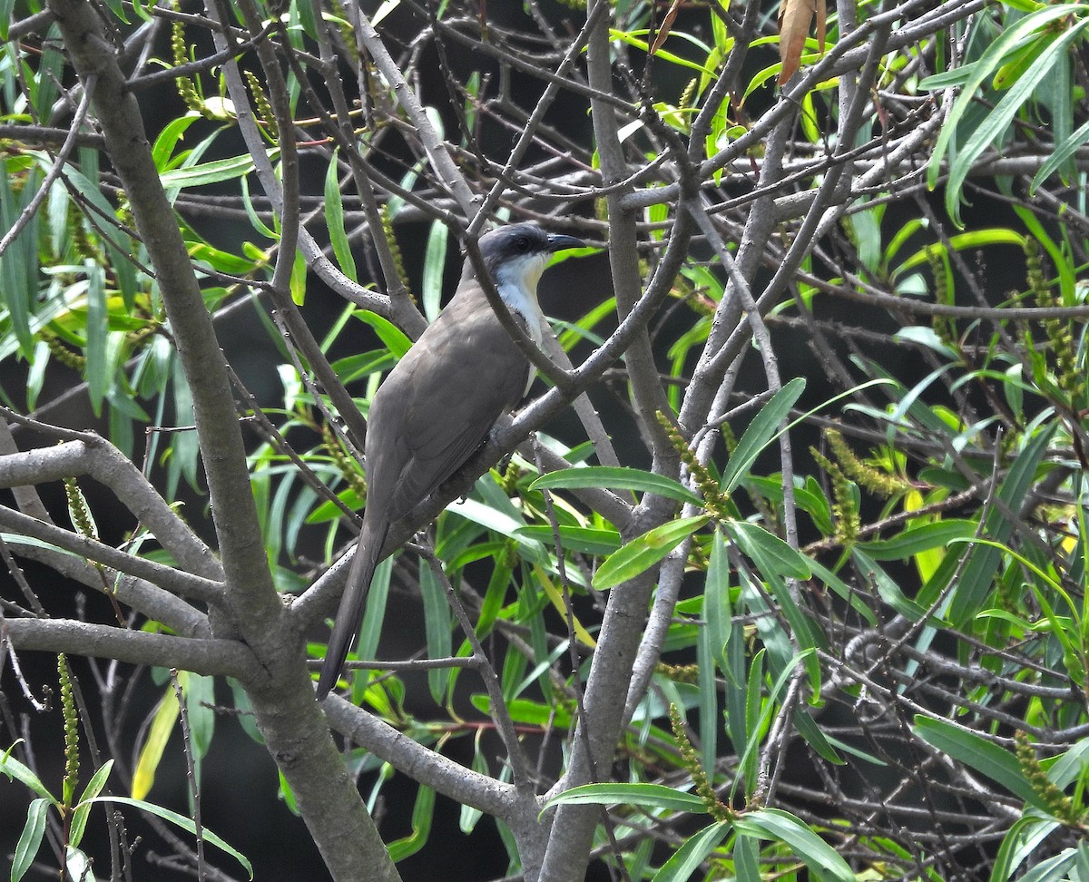 Кукліло бурий - ML644979096