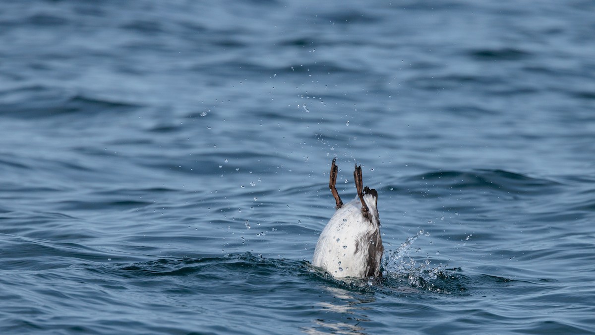 Common Murre - ML644979097