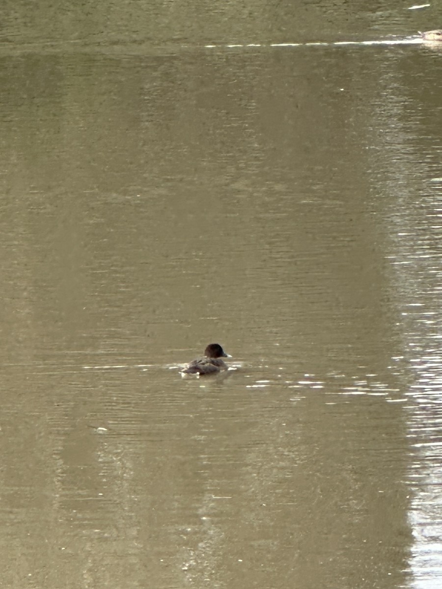 Hardhead - ML644979107