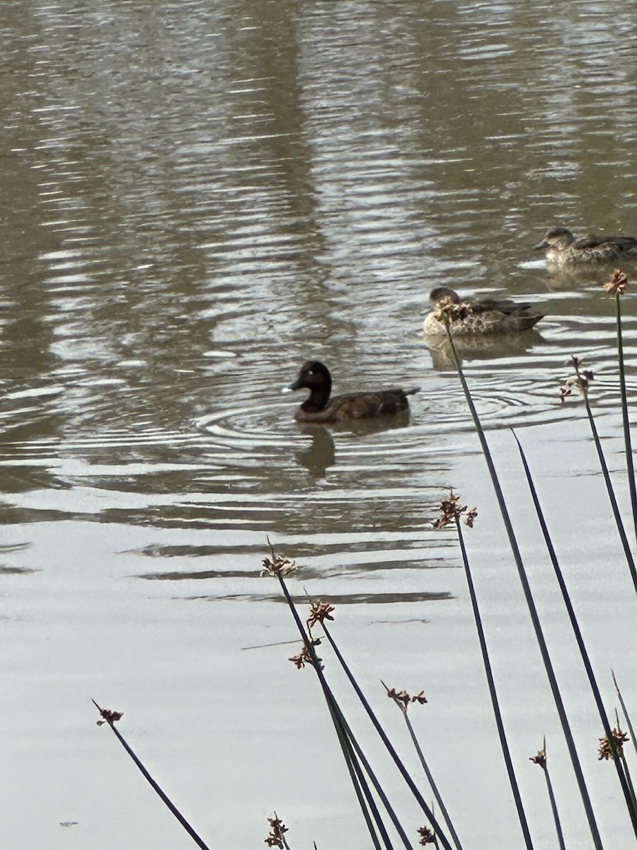 Hardhead - ML644979108