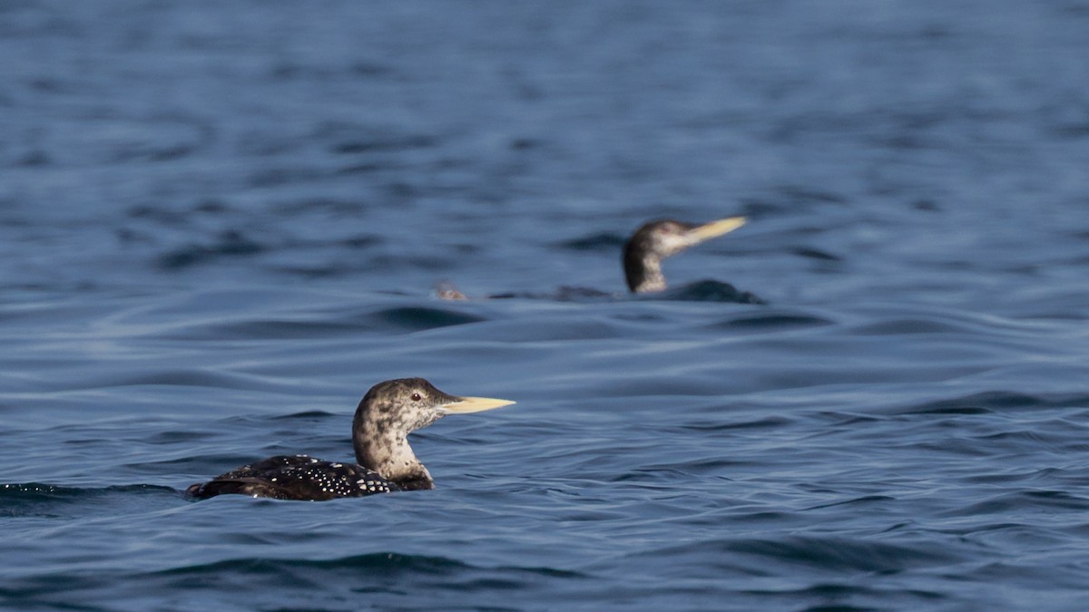 Strolaga beccogiallo - ML644979109